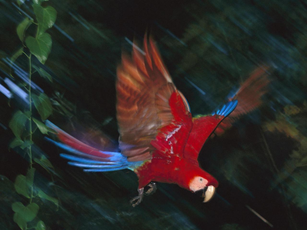 обои Scarlet Macaw,   Tambopata National Reserve,   Peru фото