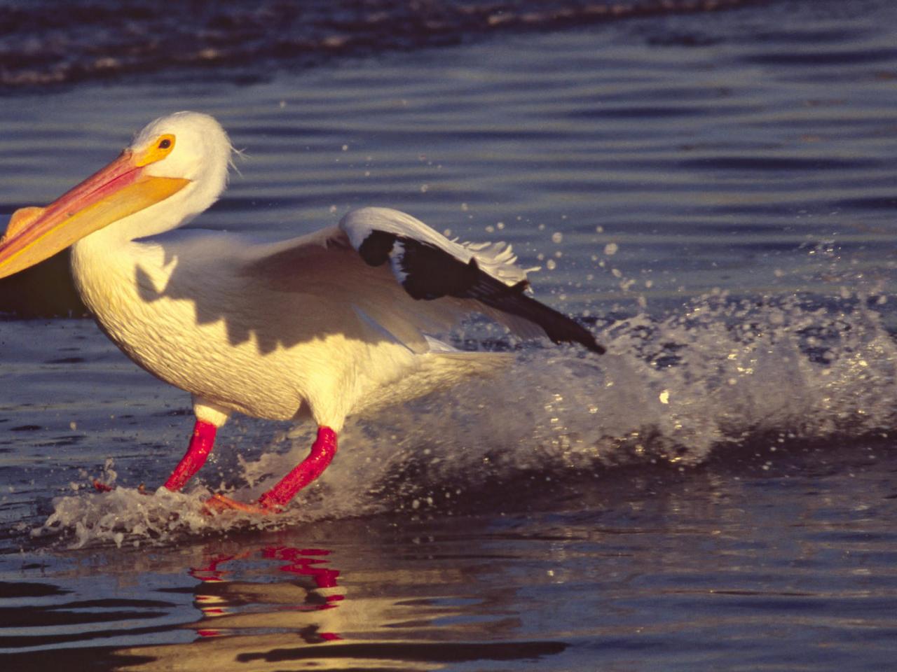 обои Skidding to a Stop,   American White Pelican,   California фото