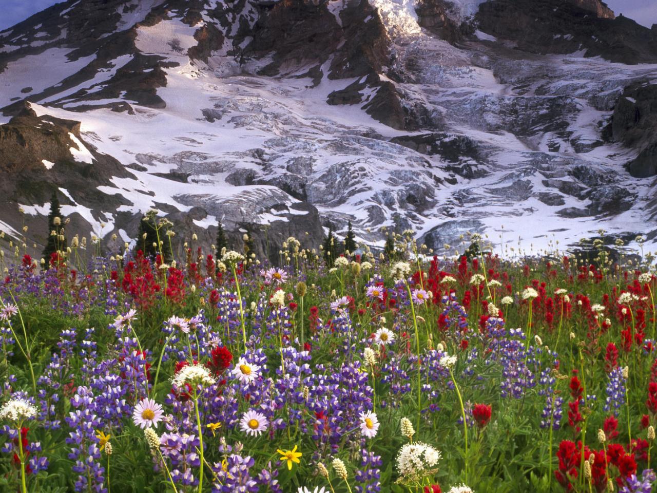 обои Spectacular Wildflowers,   Mount Rainer National Park,   Washington фото