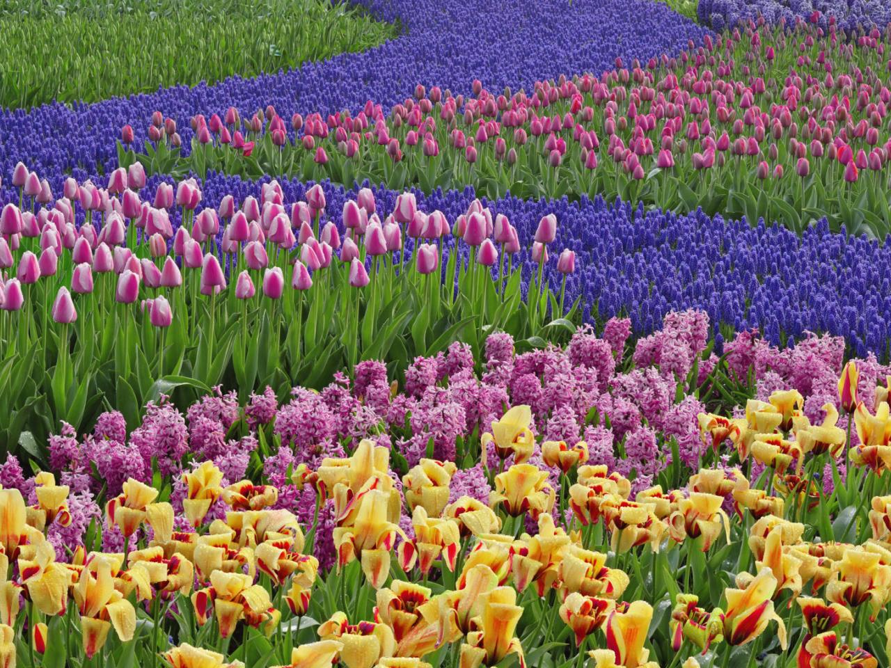 обои Tulips and Grape Hyacinth Flowers,   Keukenhof Gardens,   The Netherlands фото