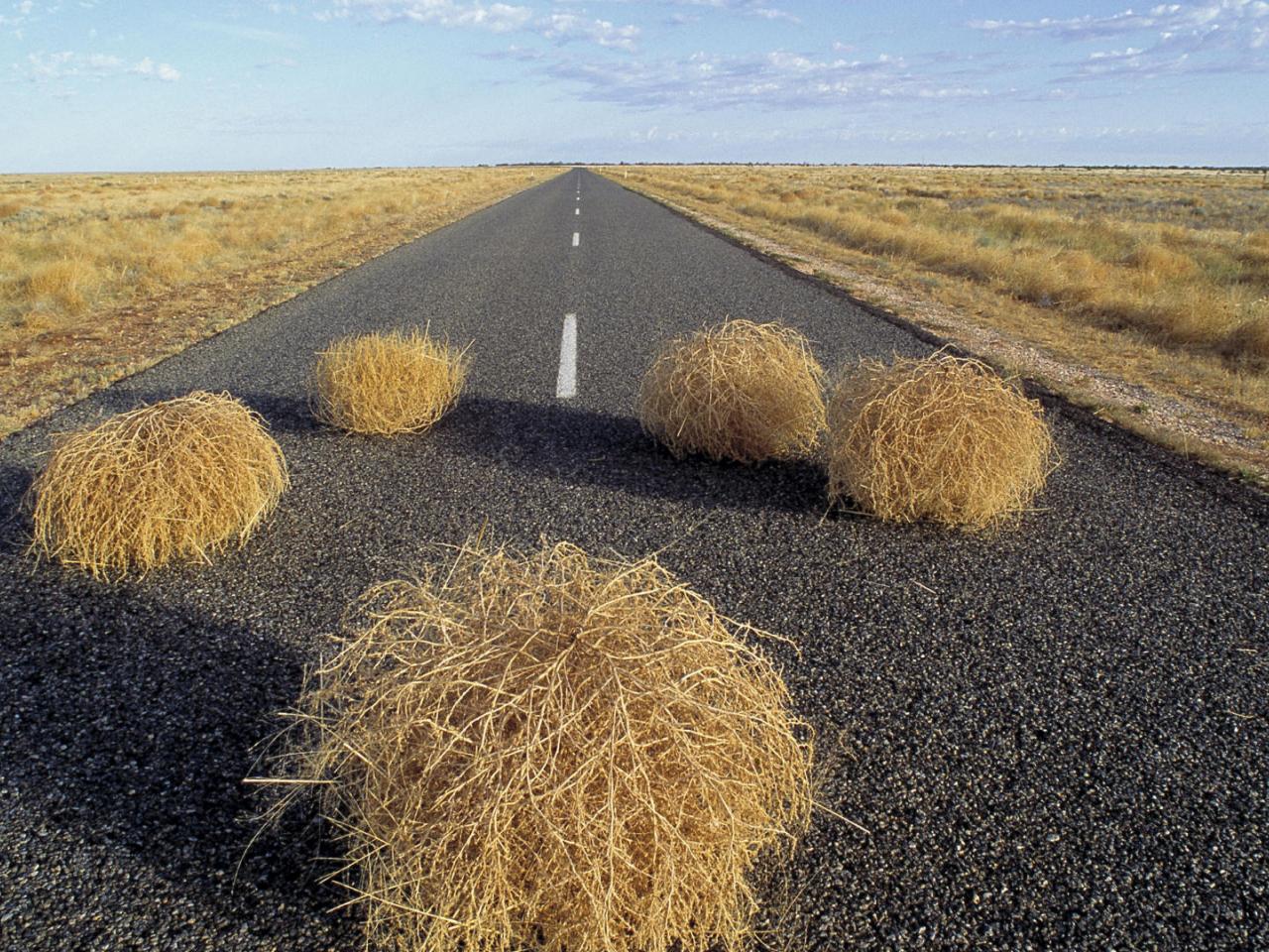 обои Tumbleweeds,   New South Wales,   Australia фото