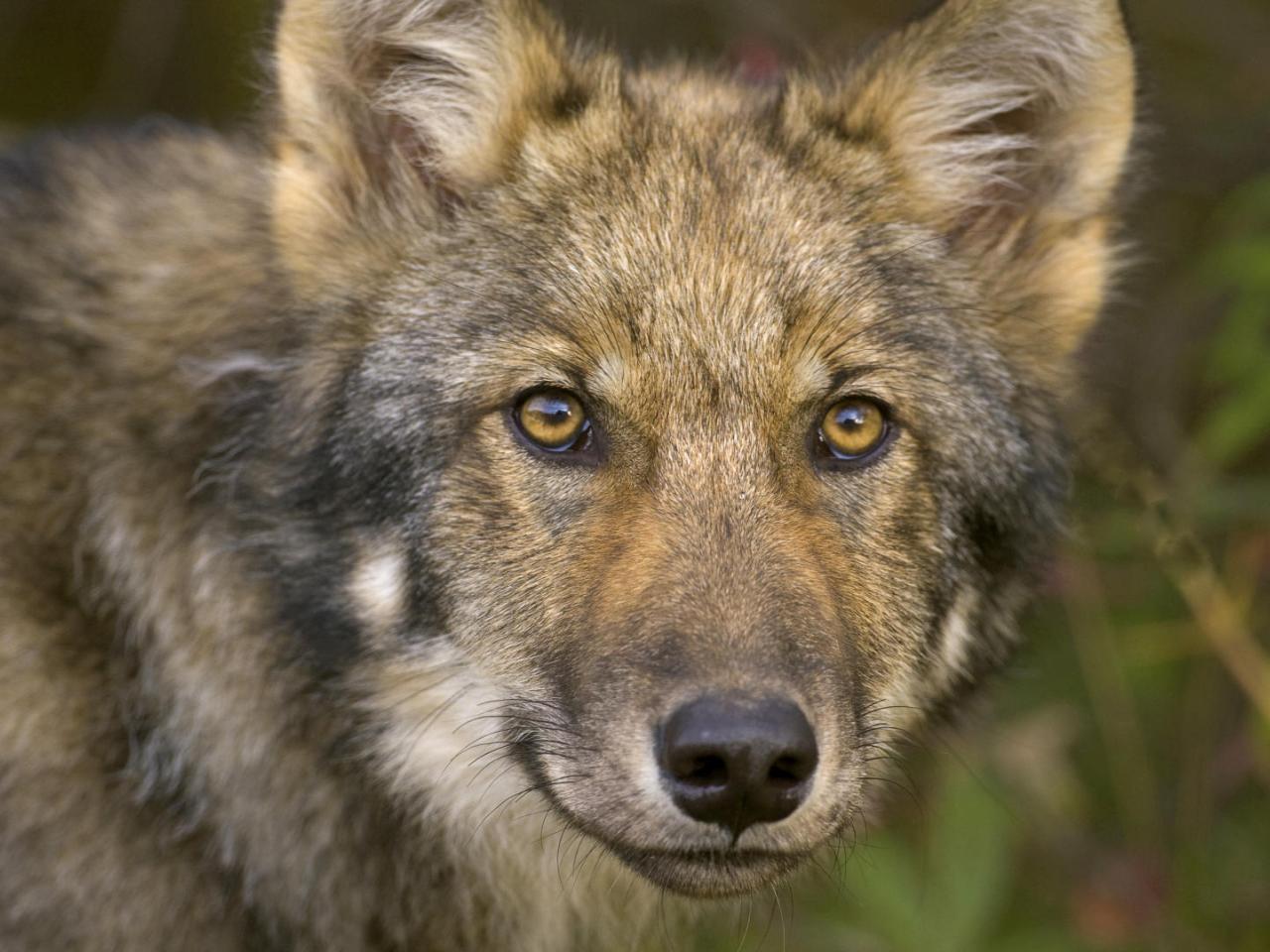 обои Young Timber Wolf,   Denali National Park,   Alaska фото