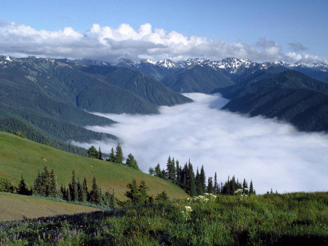 обои Hurricane Ridge,   Olympic Peninsula,   Washington фото