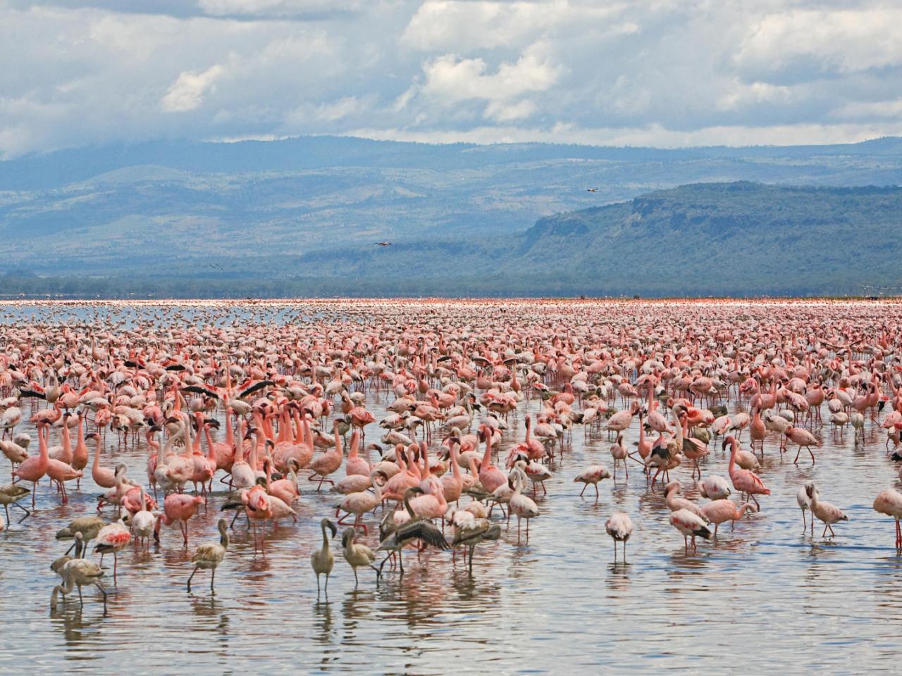 обои Lesser and Greater Flamingos,   Lake Nakuru National Park,   Kenya фото