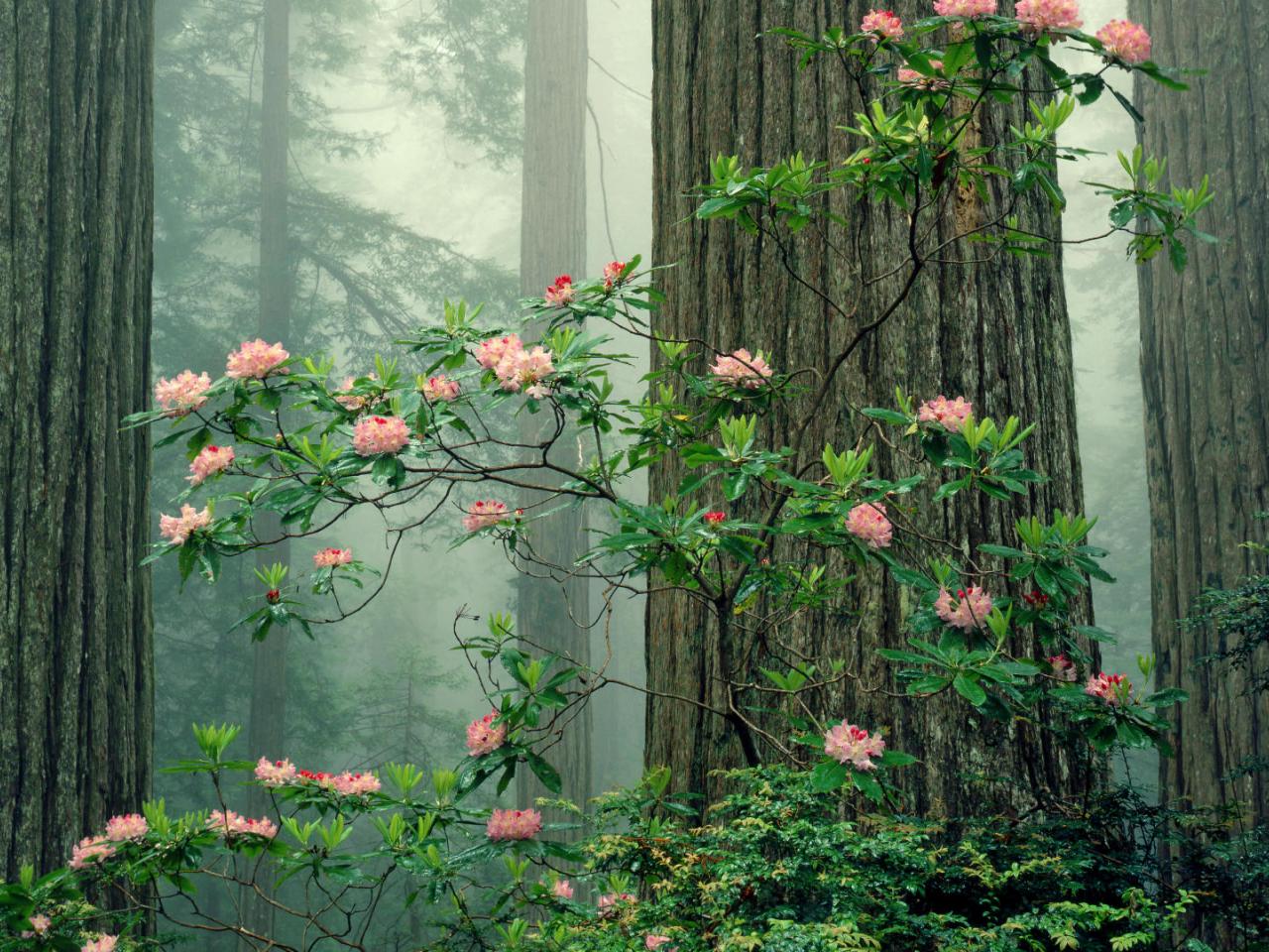 обои Rhododendrons in Bloom,   Redwood National Park,   California фото