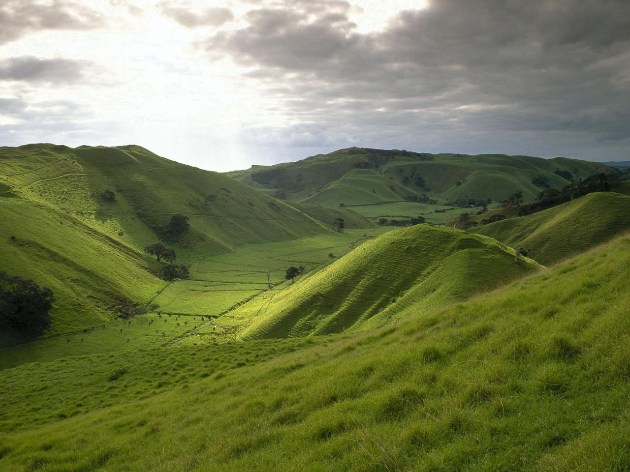 обои Rolling Hills of New Zealand фото