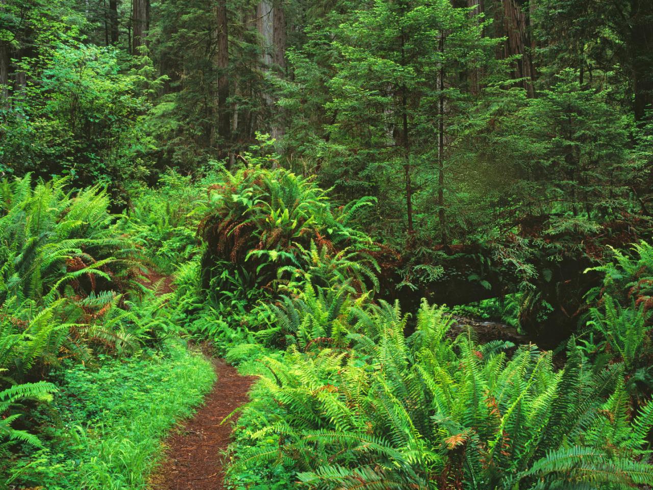 обои Trail Through Sword Ferns and Redwoods,   Redwood National Park,   California фото