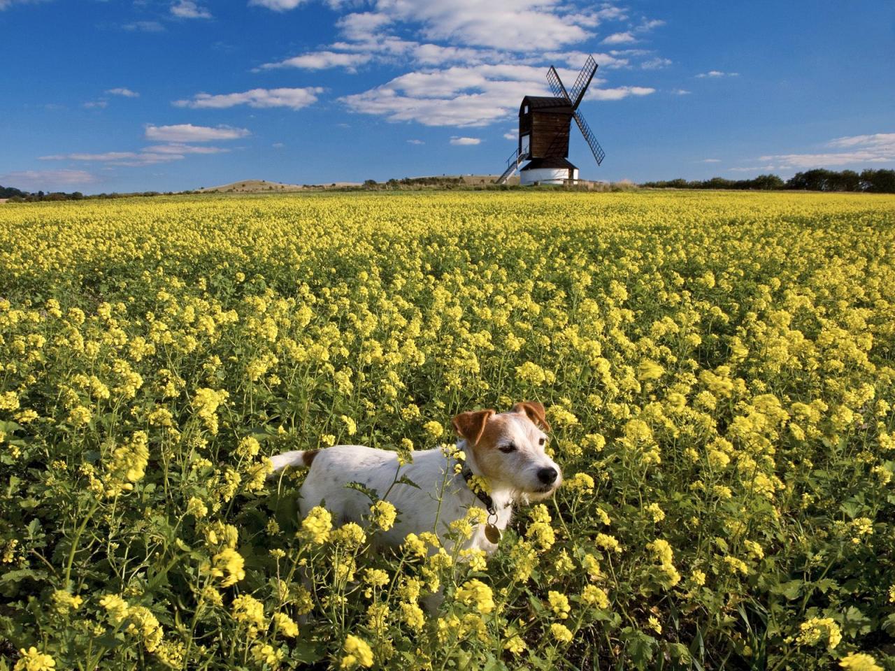 обои Pitstone Windmill,   Bucks,   England фото