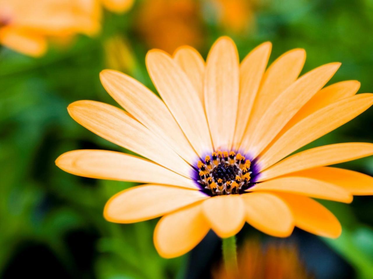 обои Orange Daisy фото