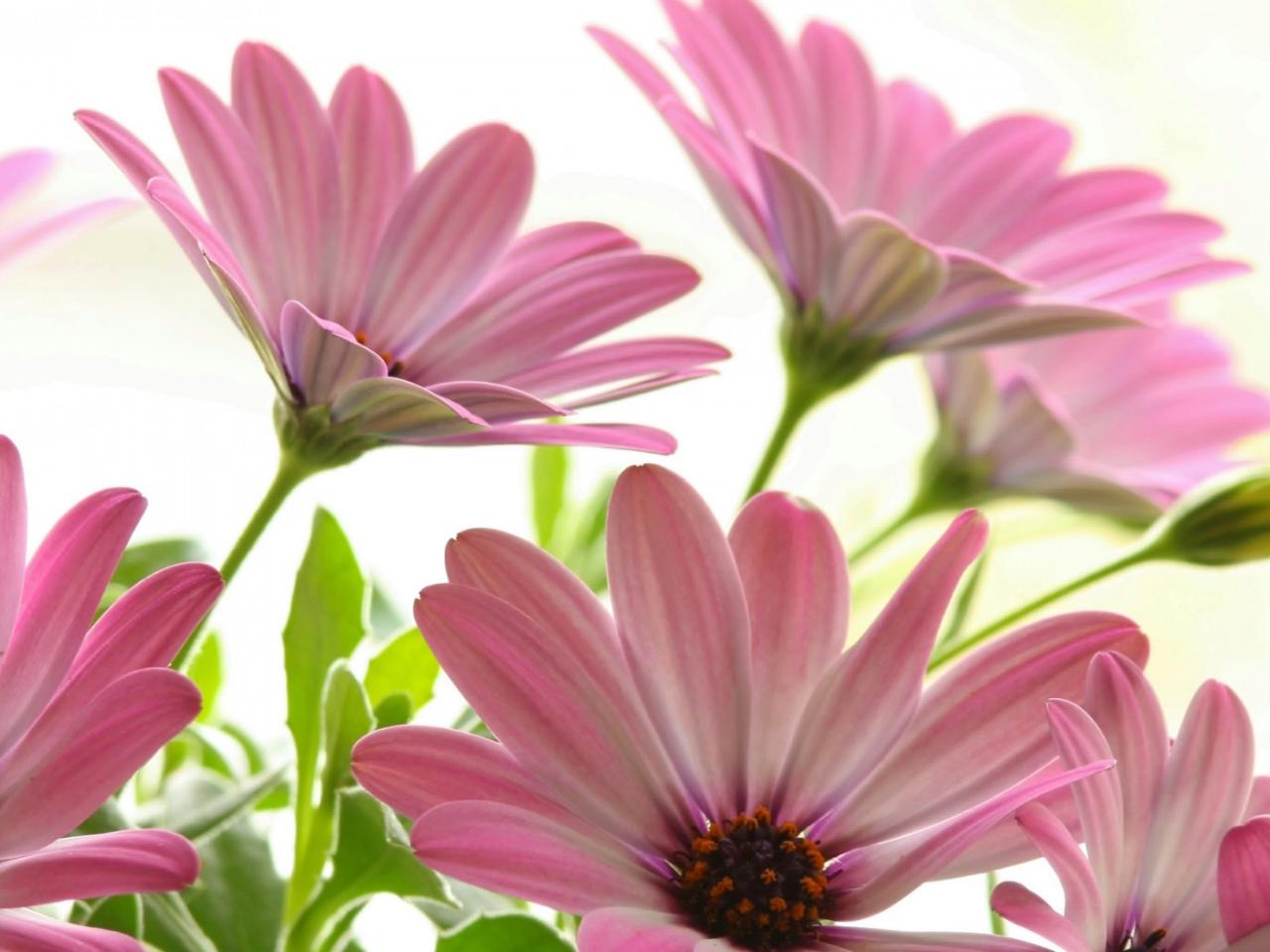 обои Pink Daisies фото