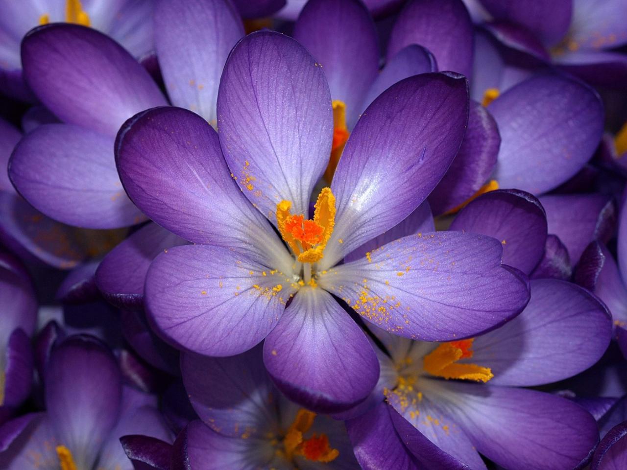 обои Purple Crocus фото