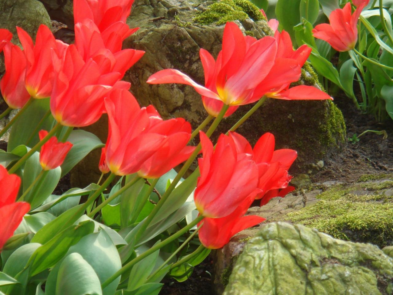 обои Red Tulips фото