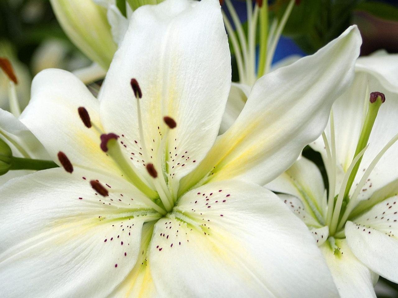 обои White Lilies фото