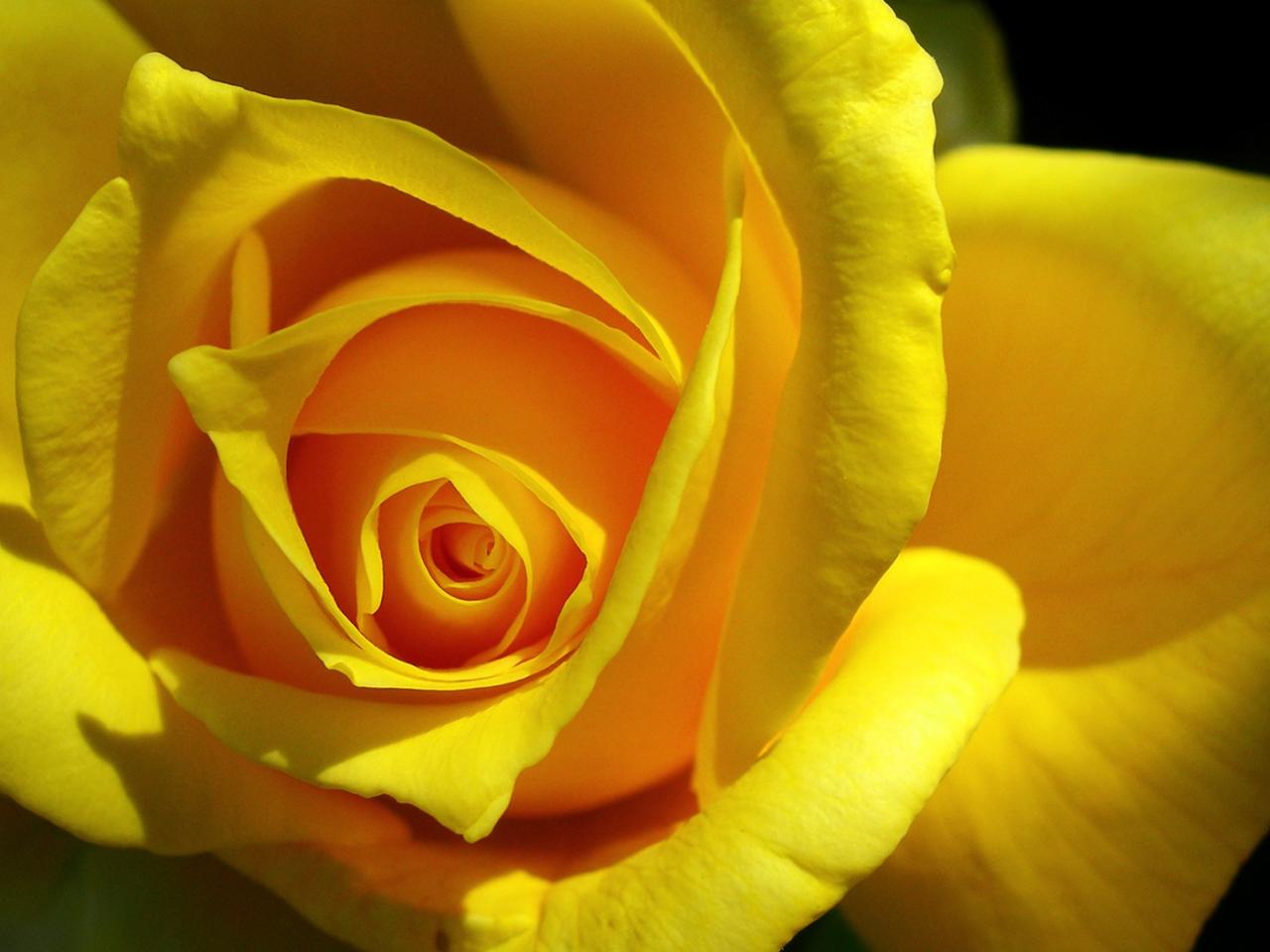 обои Yellow Rose фото