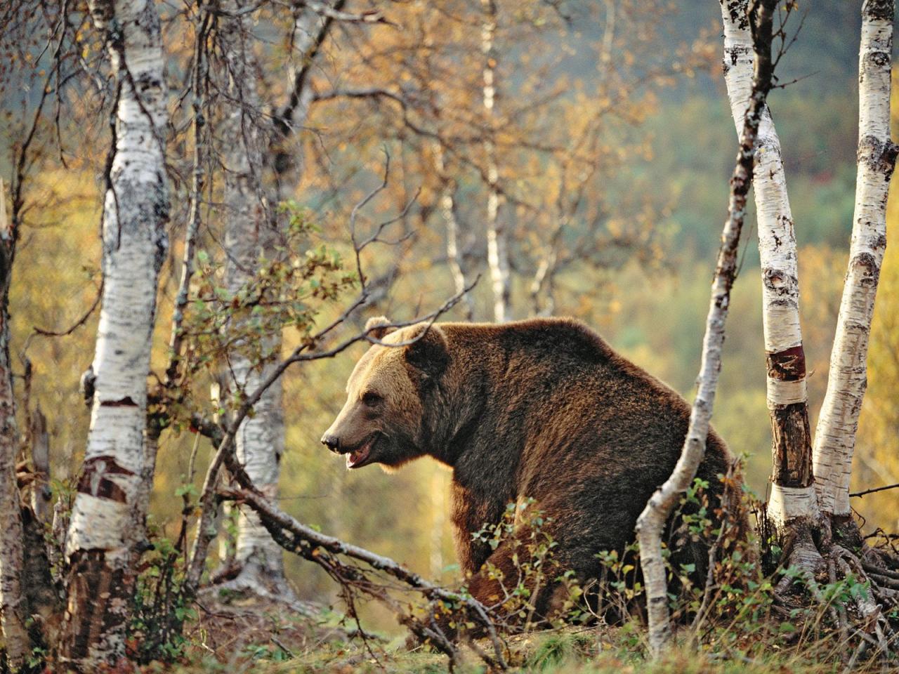 обои Brown Bear in a Birch Forest фото