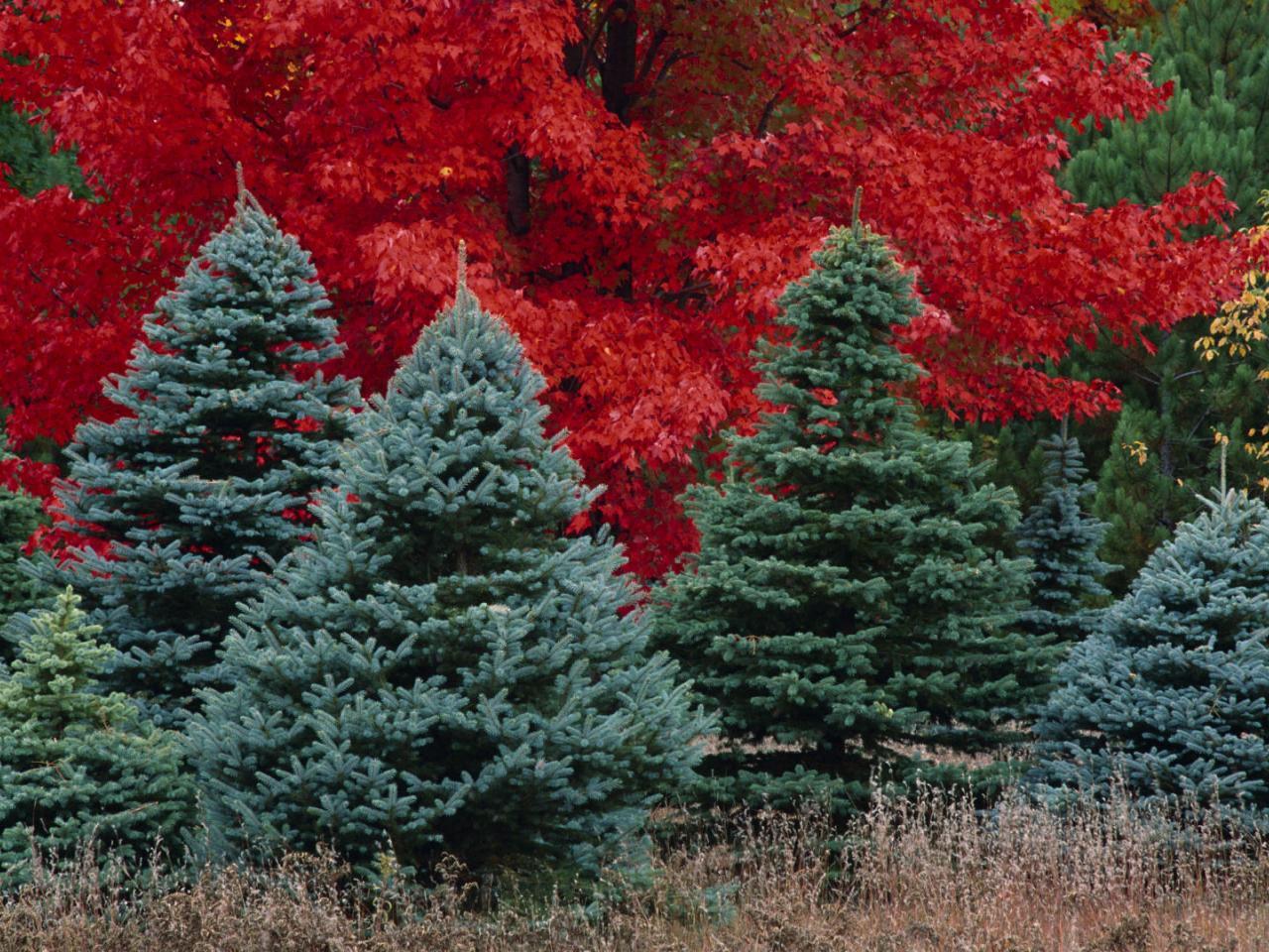 обои Maples and Spruce Trees in Autumn,   Michigan фото