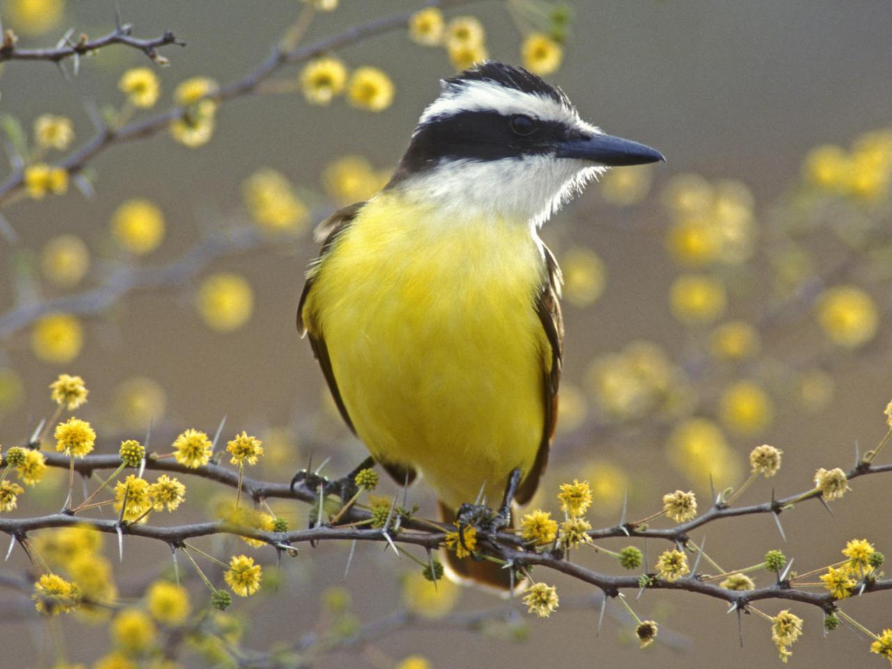 обои Great Kiskadee,   Lake Corpus Christi State Park,   Texas фото