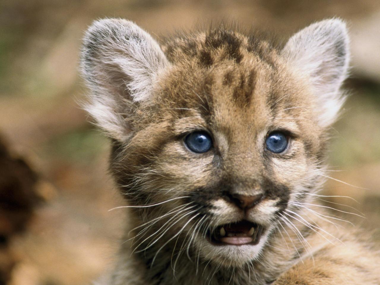 обои Young Florida Panther фото