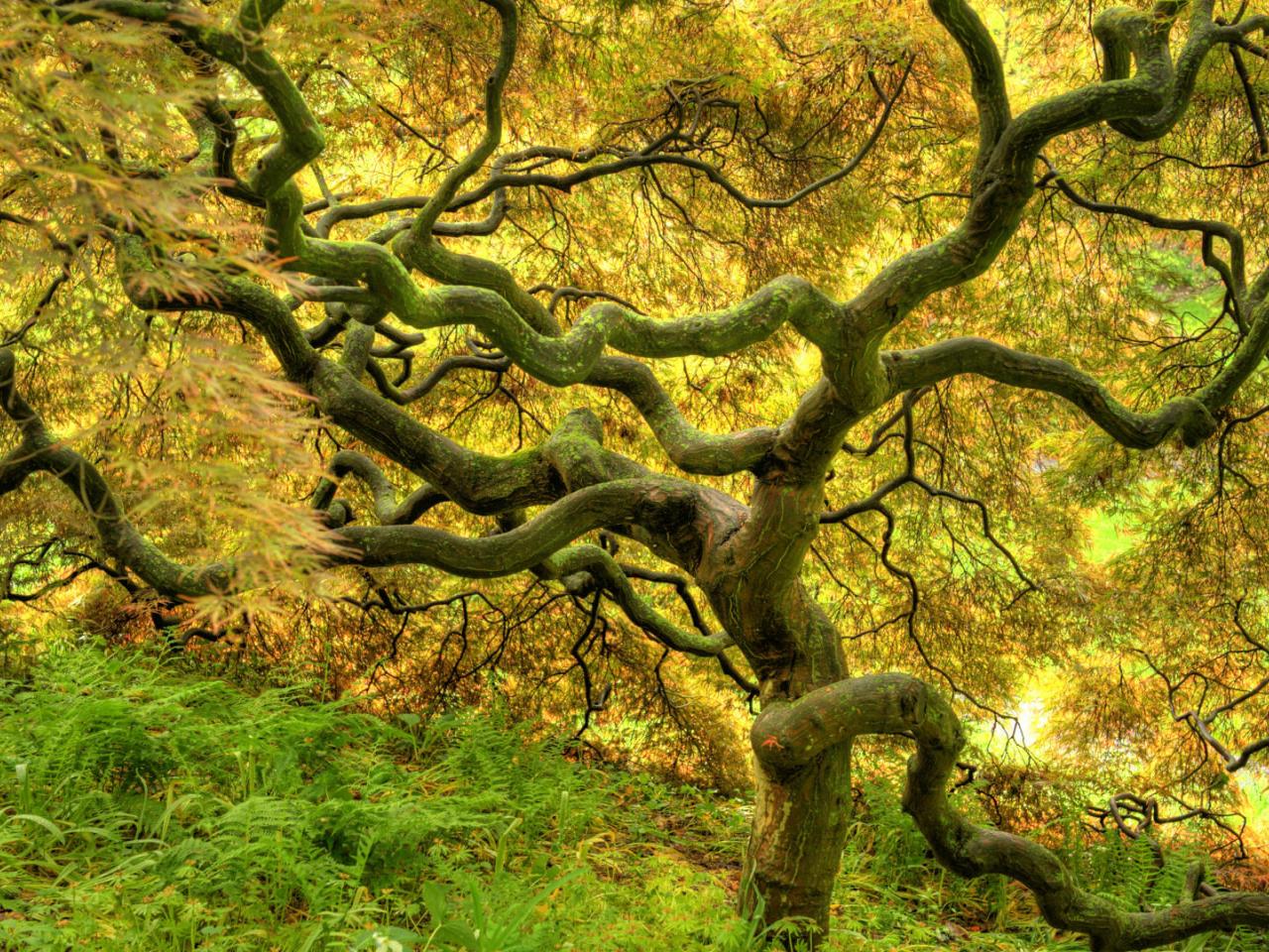 обои Japanese Maple фото