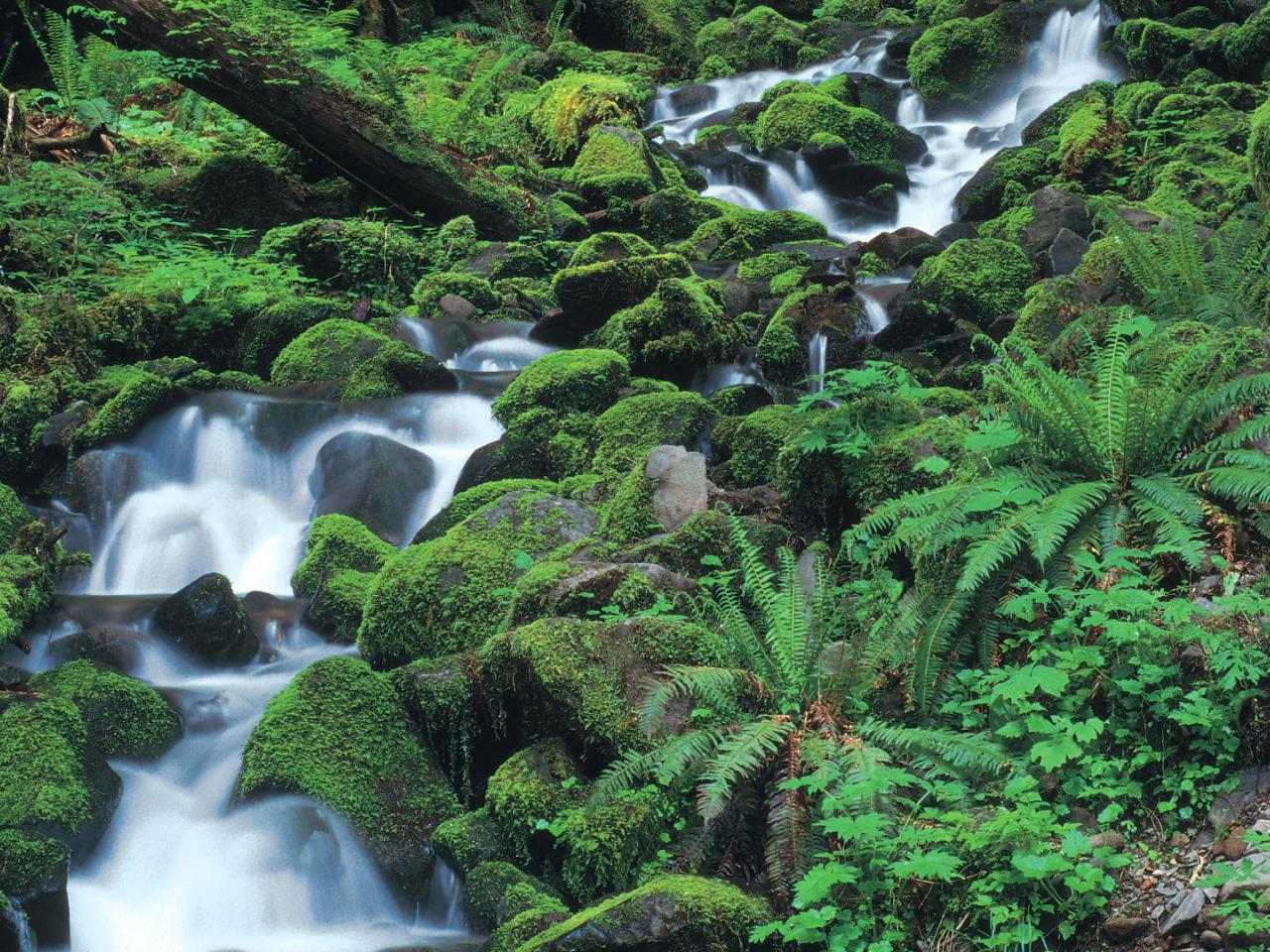 обои Hoh Rainforest,   Olympic National Park,   Washington фото