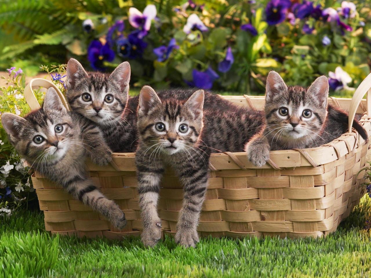 обои Basket O Tabbies фото