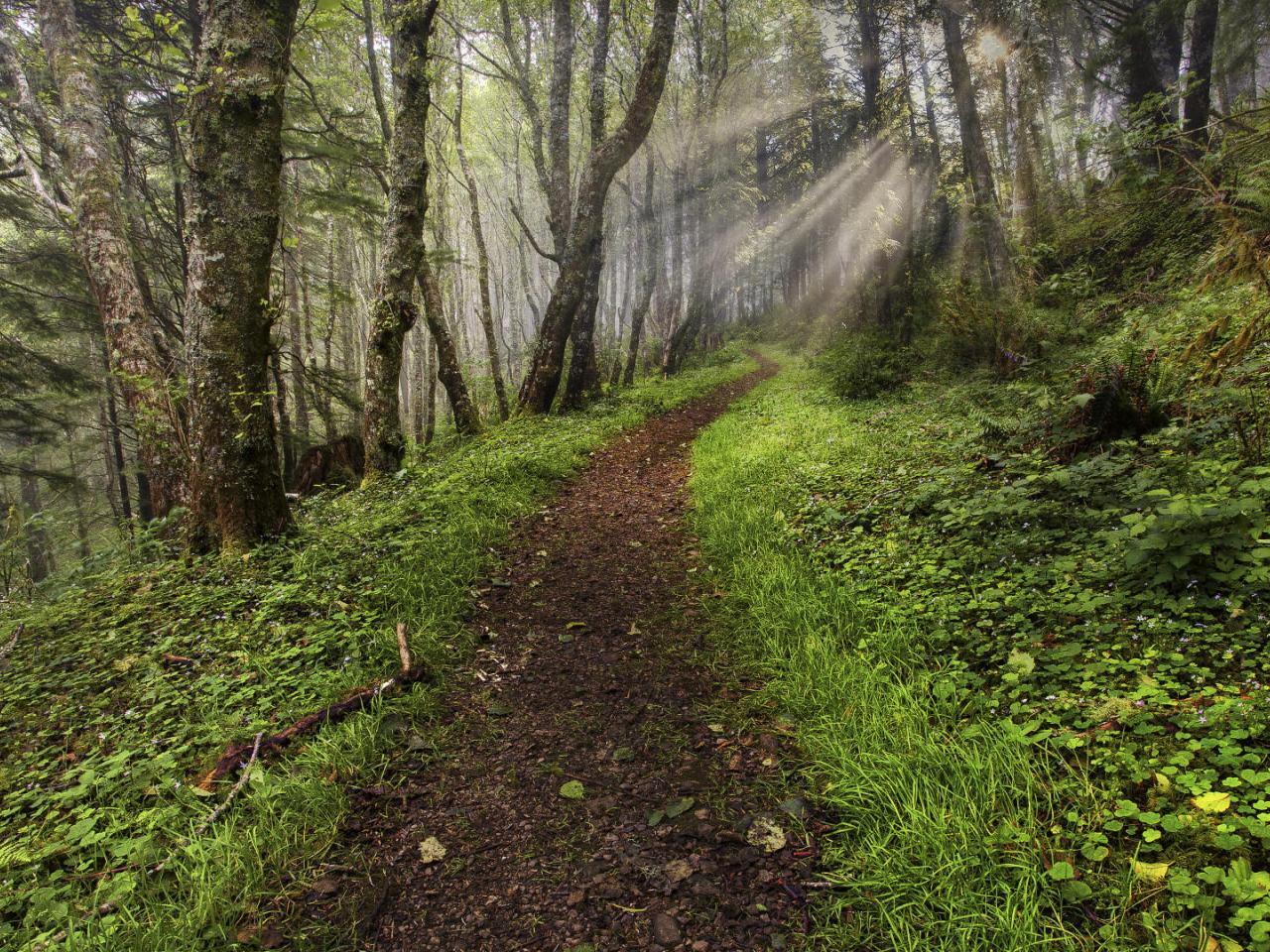 обои Cascade Head Trail,   Oregon Coast,   Oregon фото