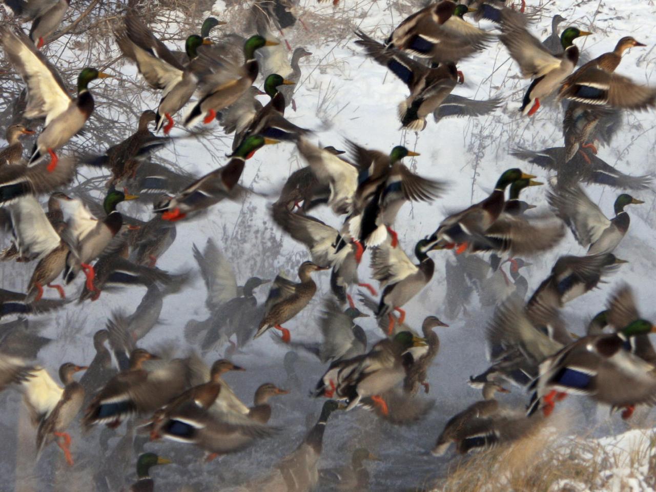 обои Flock of Mallards фото