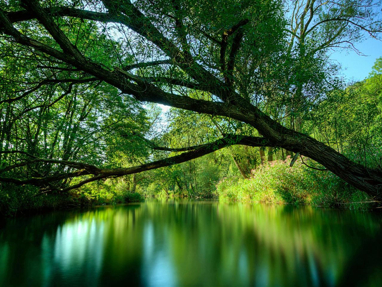 обои Зеленое дерево с сочной листвой нависло над тихим прудом фото
