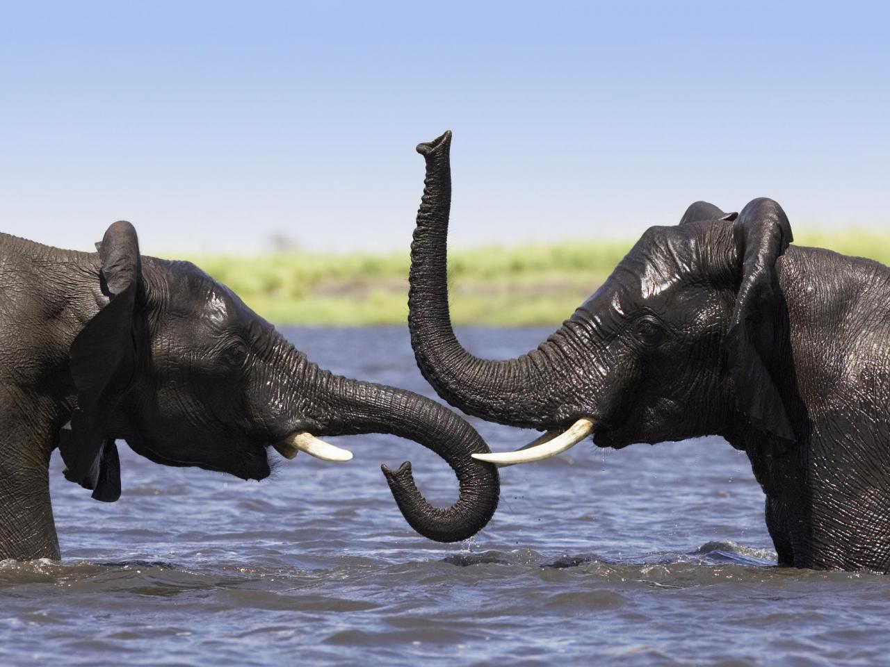 обои African Elephant Pair Playing in the Chobe River,   Botswana фото