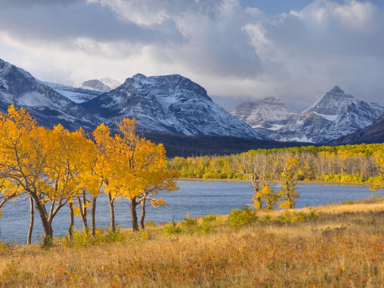 обои Aspens in Autumn Foliage,   Lake McDonald,   Glacier National Park Montana фото