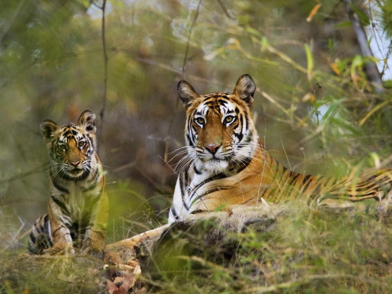 обои Female Bengal Tiger With Cub,   Bandhavgarh National Park,   India фото