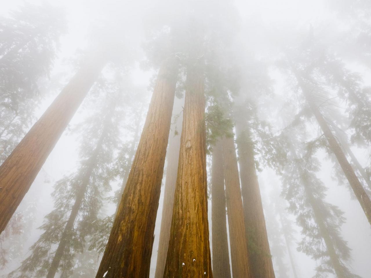 обои Foggy Sequoias,   Sequoia National Park,   California фото