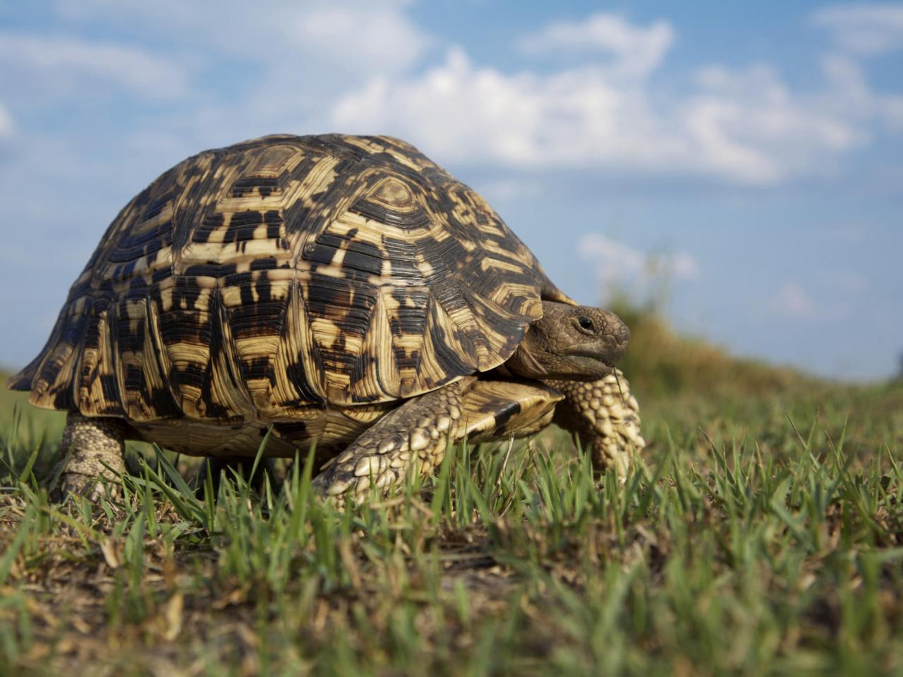 обои Leopard Tortoise,   Okavango Delta,   Botswana фото