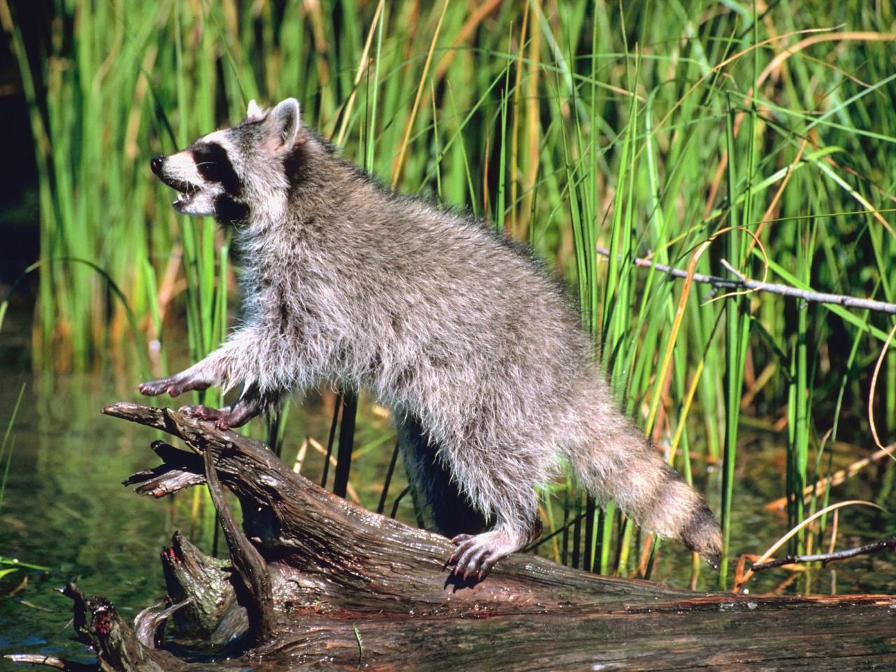 обои Raccoon at the Water фото