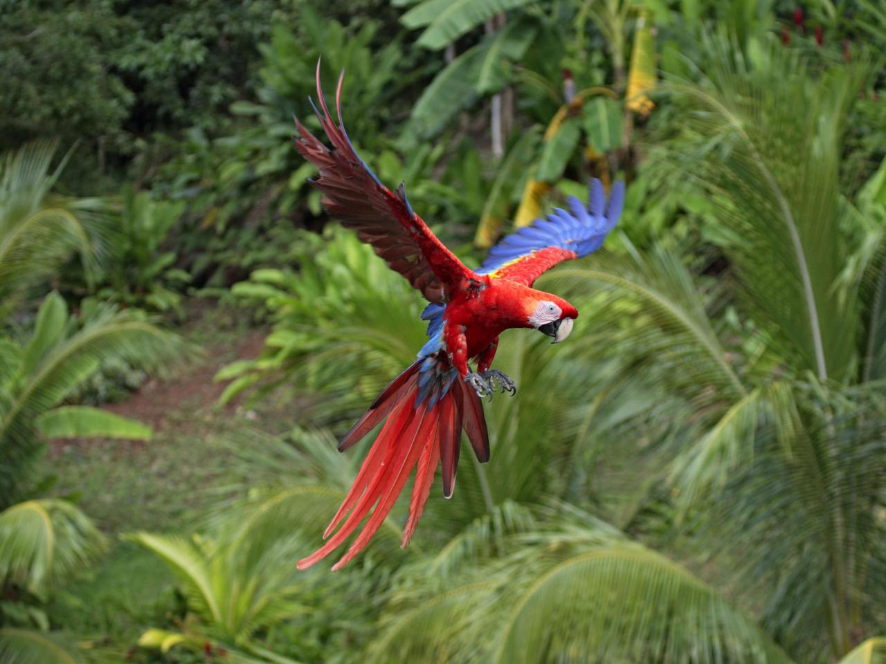 обои Scarlet Macaw in Flight фото