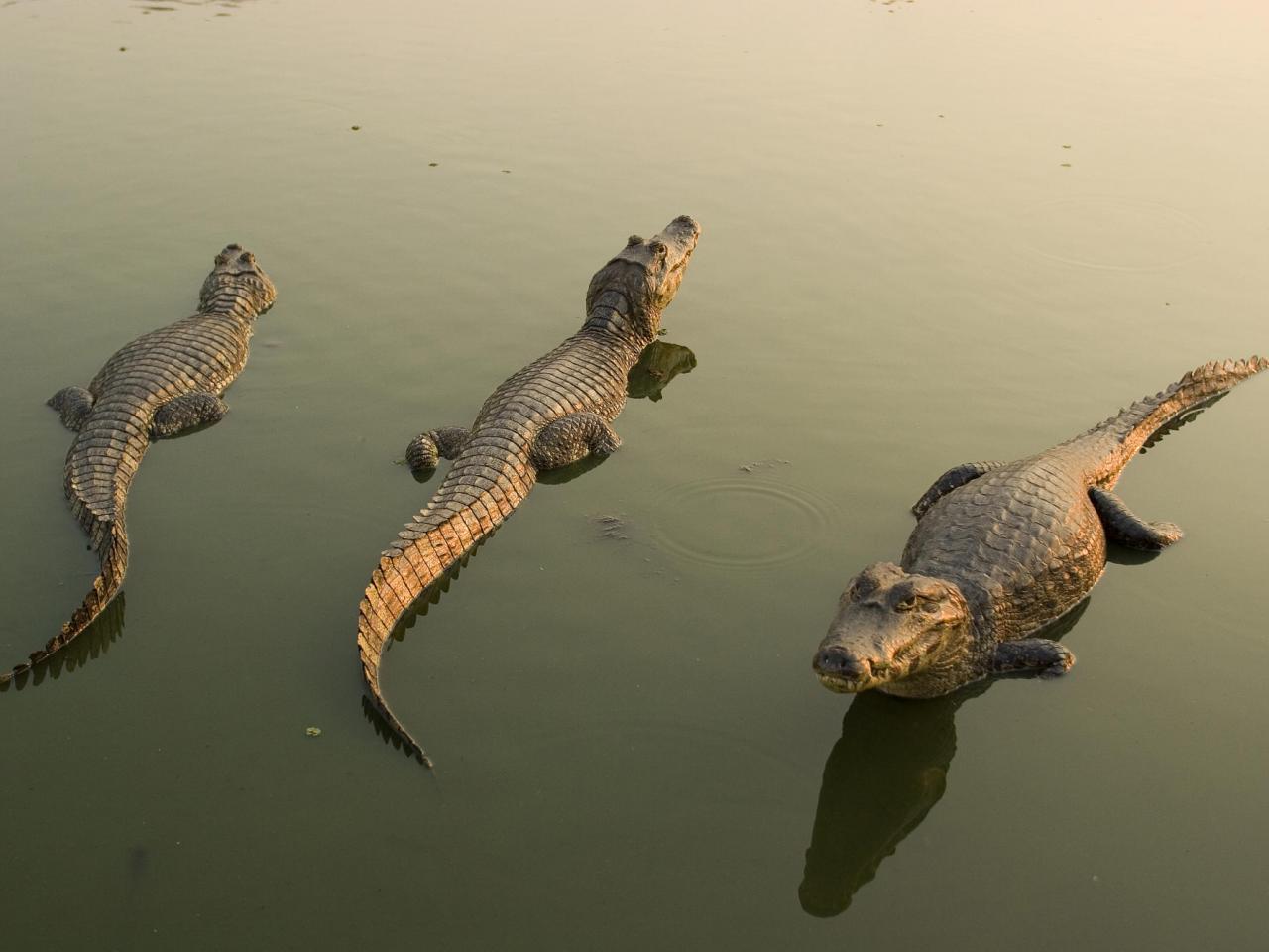 обои Spectacled Caiman,   Brazil фото