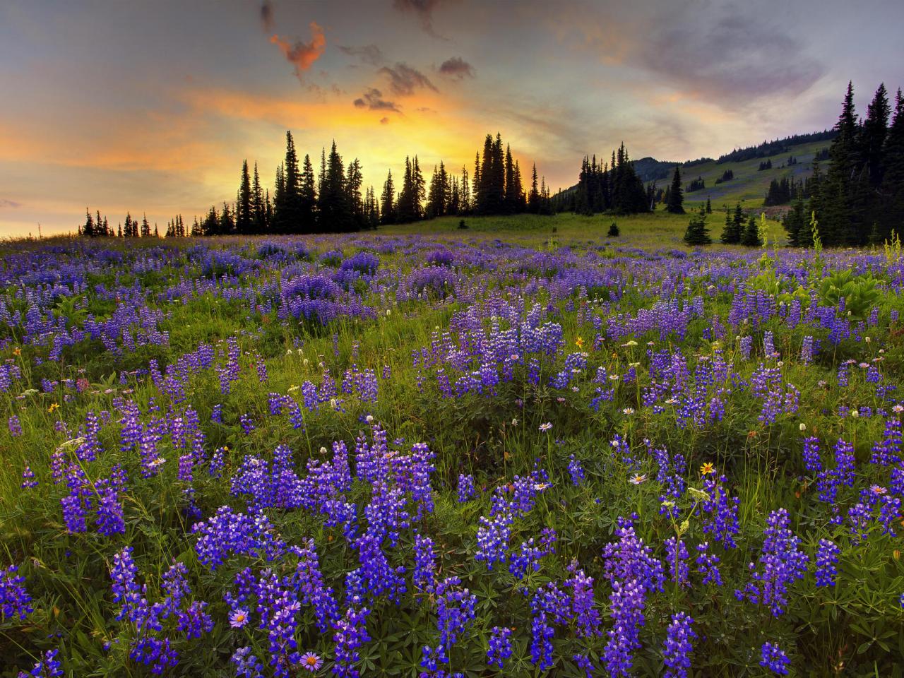 обои Wildflowers,   Silver Forest Trail,   Mount Rainier,   Washington фото