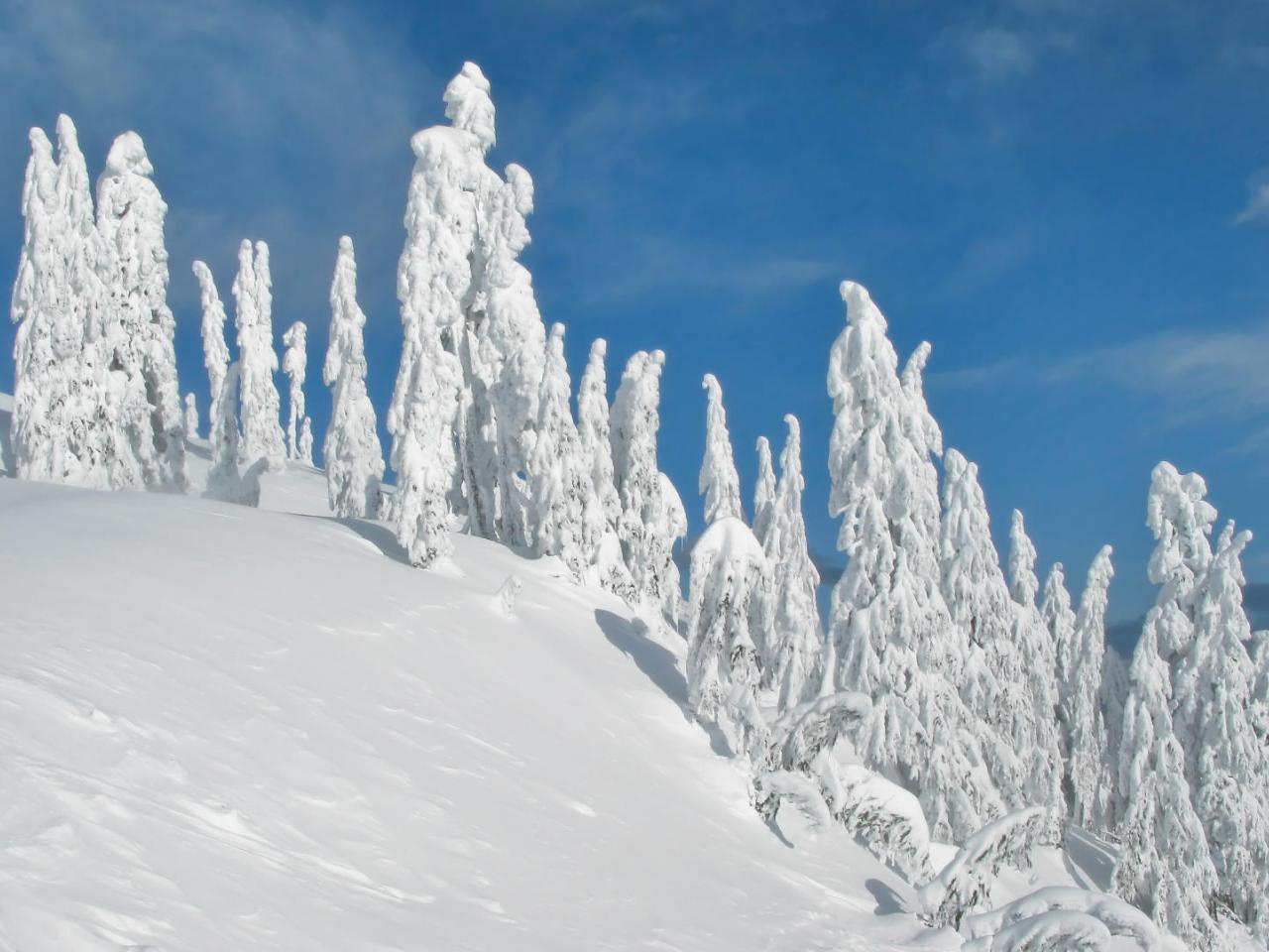 обои Back Country,   Washington фото