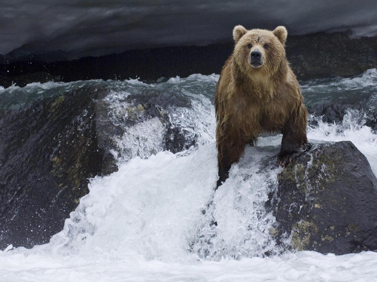 обои Brown Bear Foraging for Salmon,   Kamchatka,   Russia фото