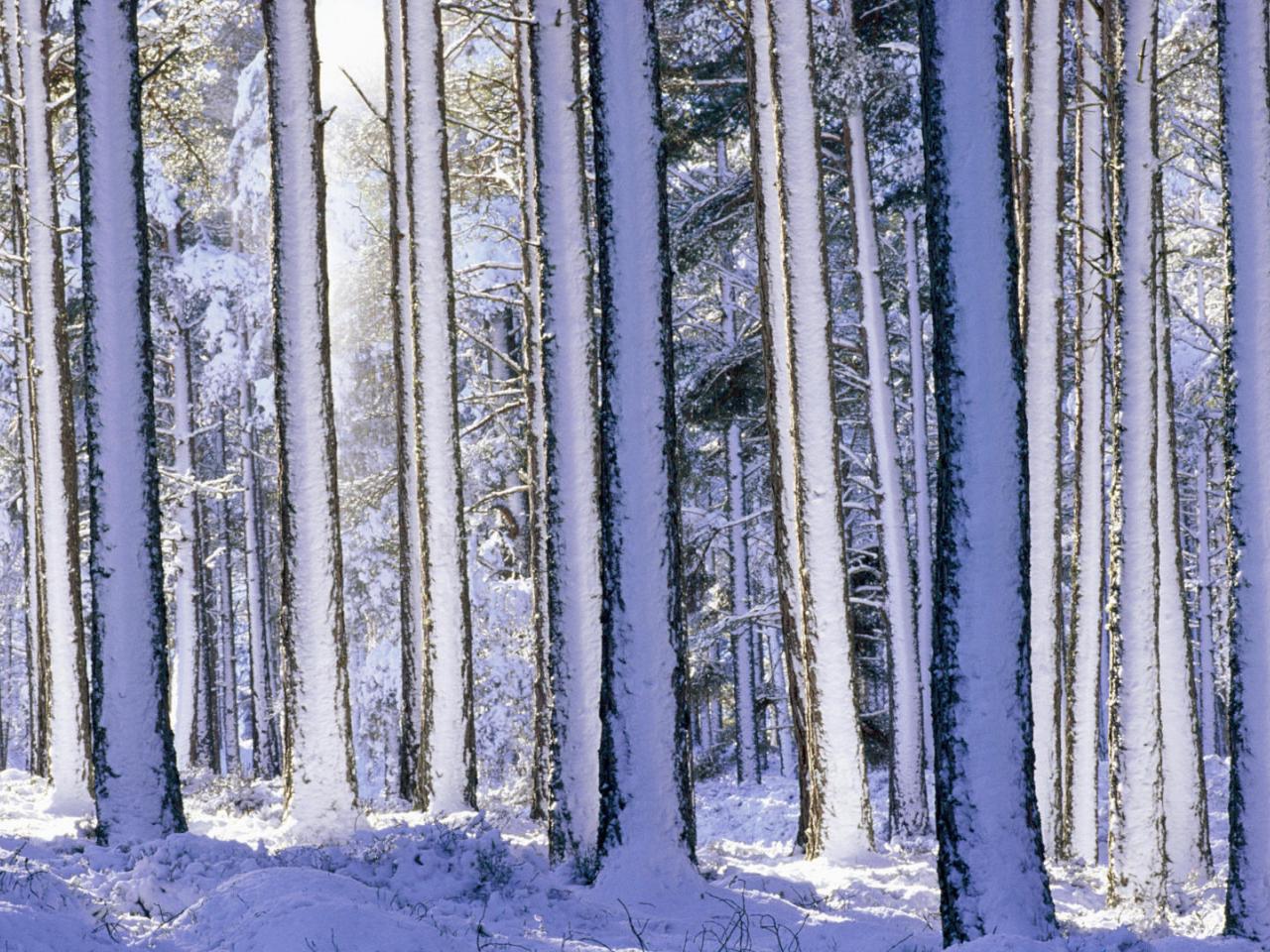 обои Snowy Pines,   Strathspey,   Scotland фото