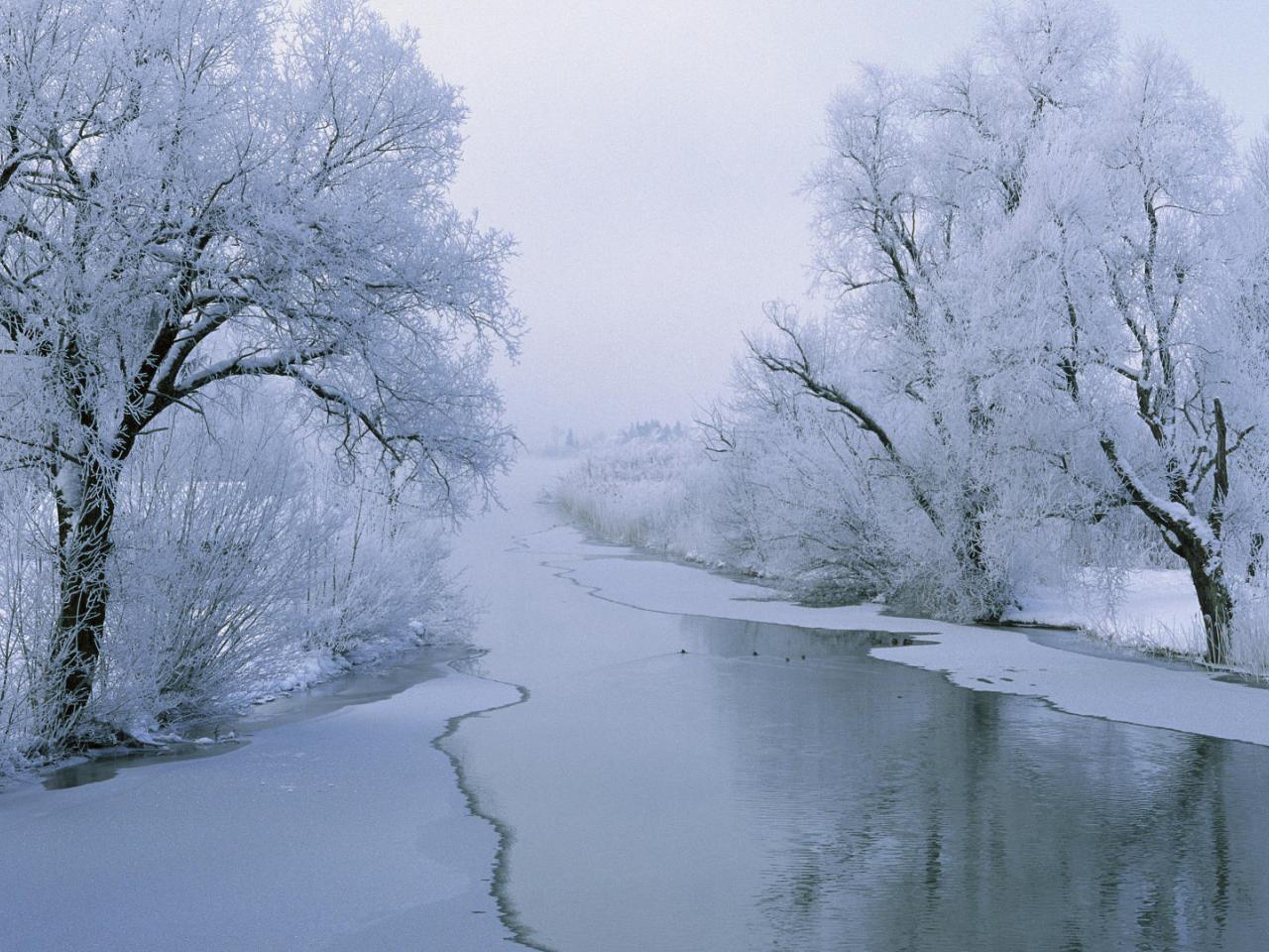 обои Winter White Wonderland фото