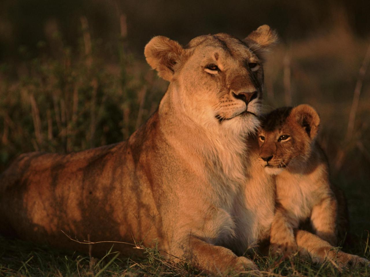 обои African Lioness and Her Cub,   East Africa фото