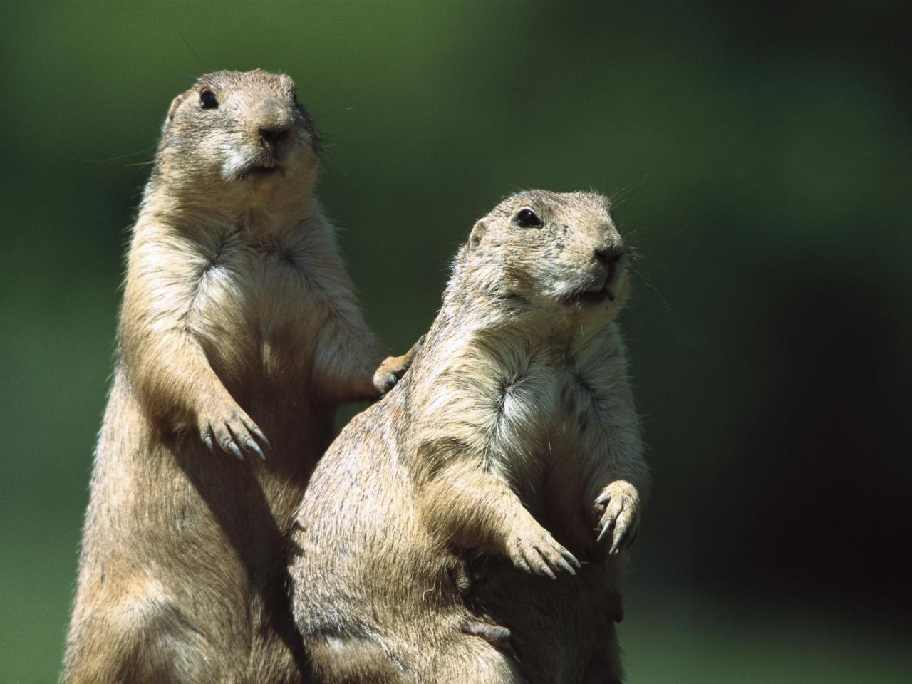 обои Black-Tailed Prairie Dogs фото