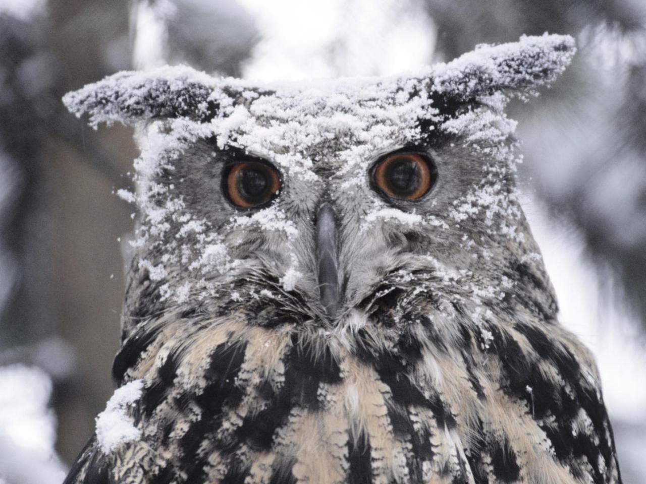 обои Eagle Owl,   Europe фото