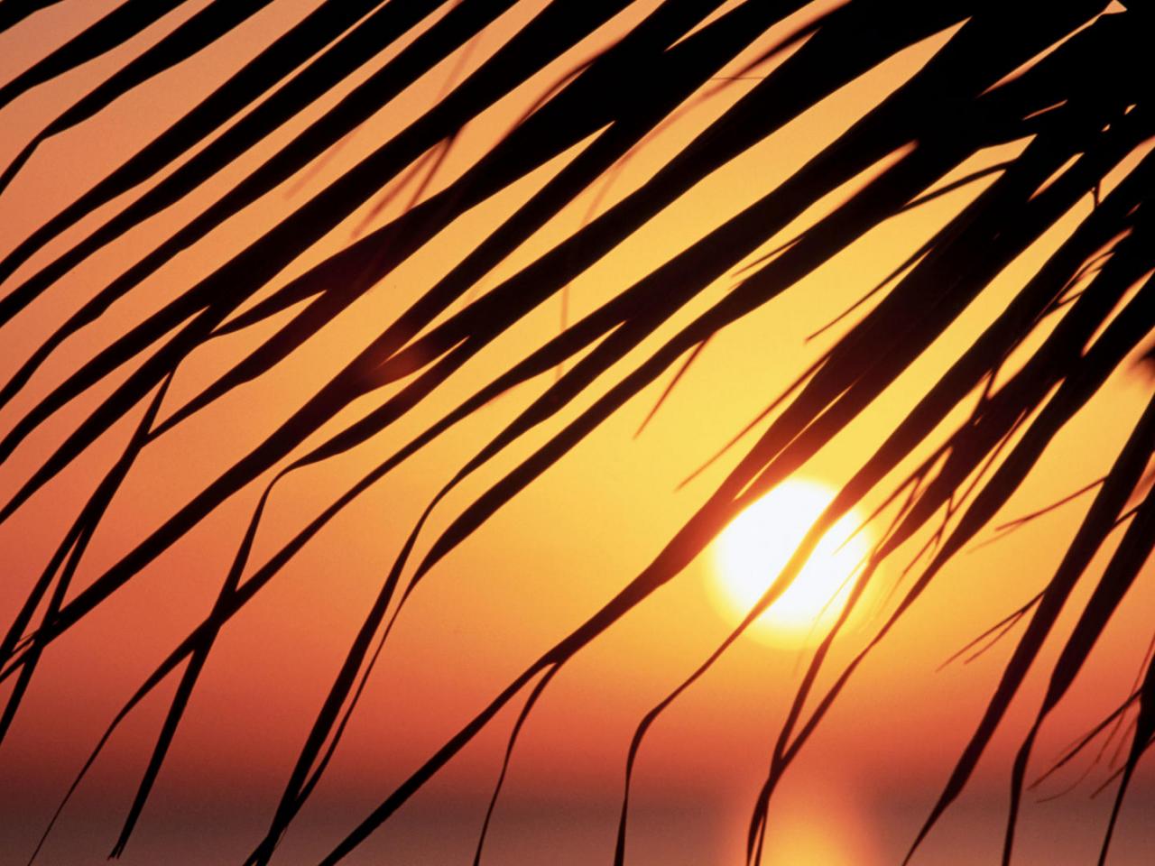 обои Palm Leaf at Sunset,   Jamaica фото