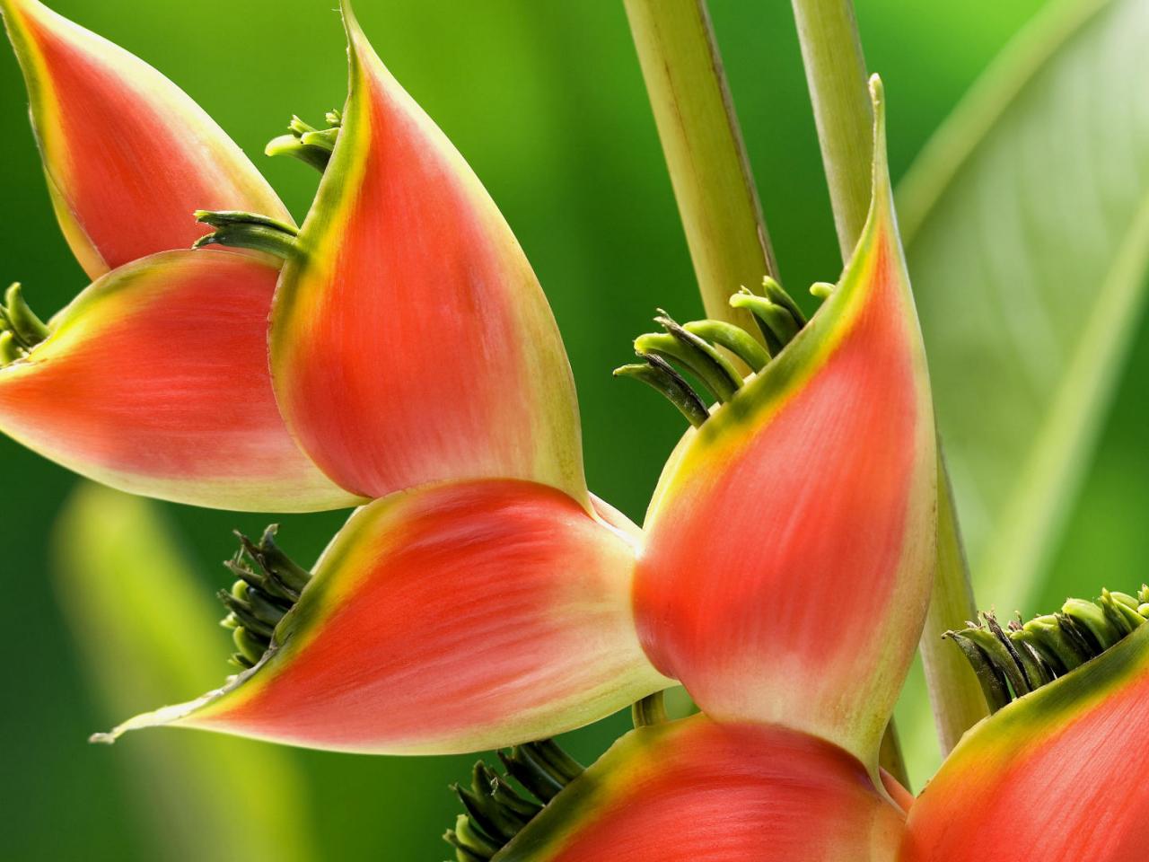 обои Red Heliconia Flower фото
