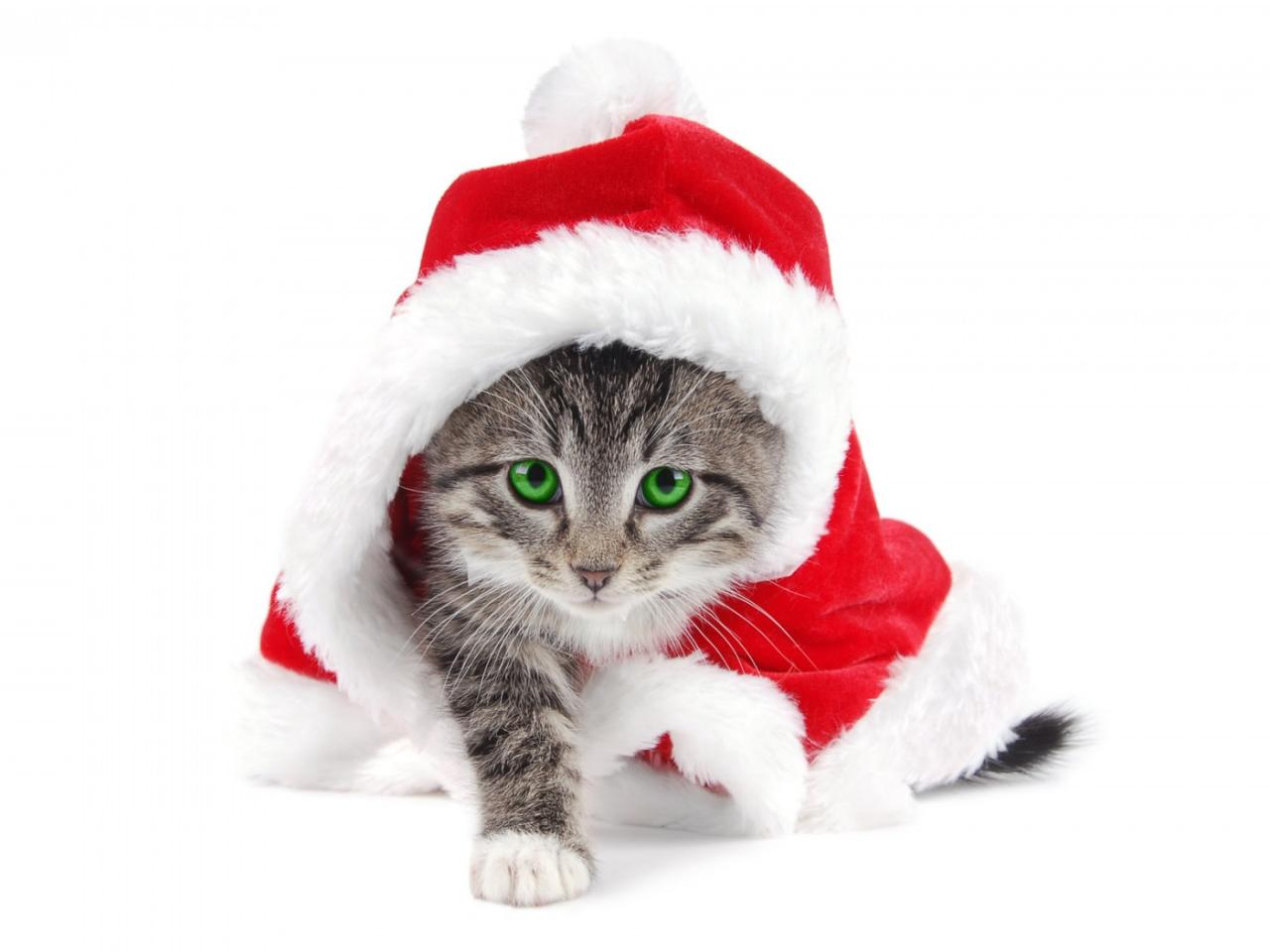 обои Christmas  Cat фото