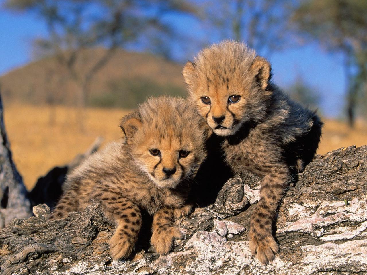 обои Cheetah Cubs,   Africa фото