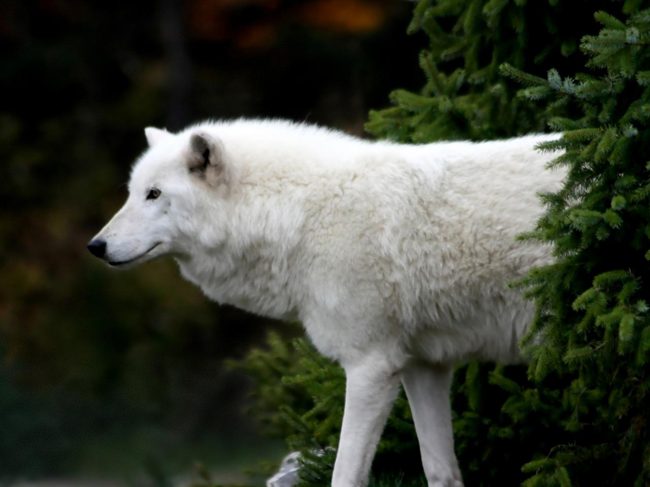 обои Arctic Wolf фото