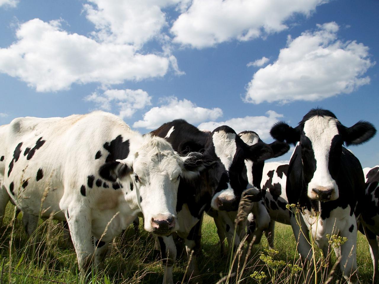 обои Curious Holsteins,   Iowa фото